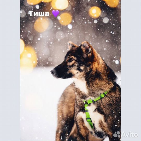 Тиша в добрые руки