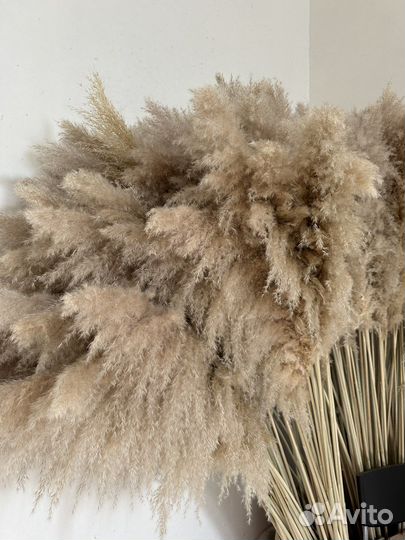 Пампасная трава