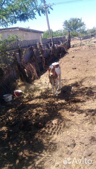 Телята бычки