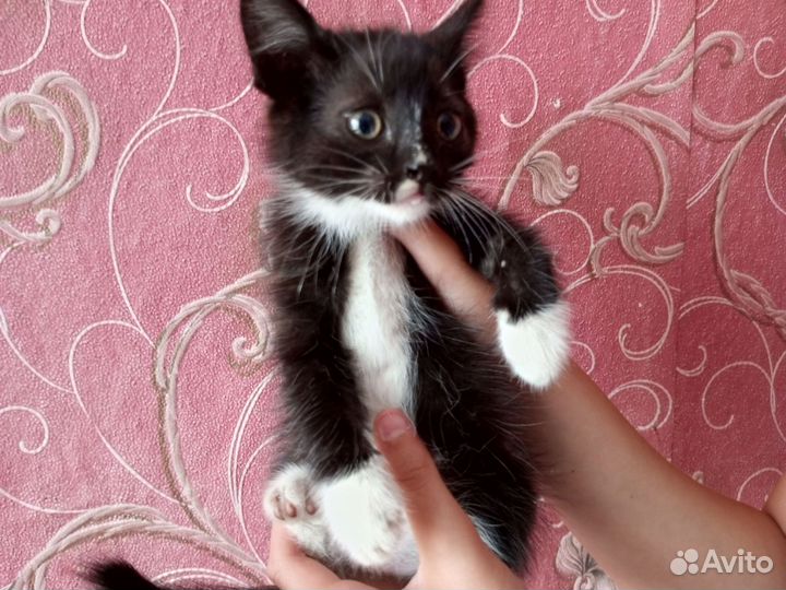 Котята в добрые руки бесплатно