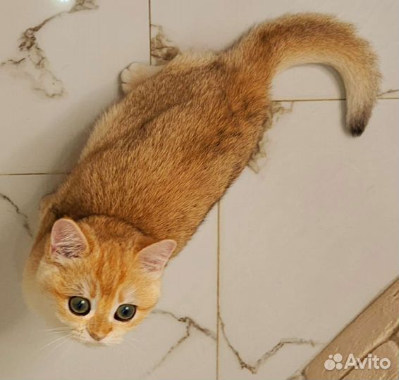 Британская золотая шиншилла ny 12