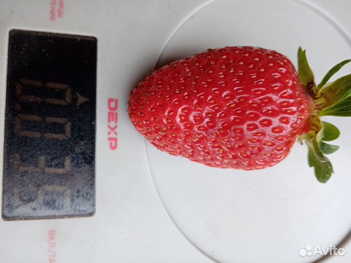 Рассада клубники Азия Флоренс Мурано