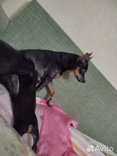 Той-терьер щенки