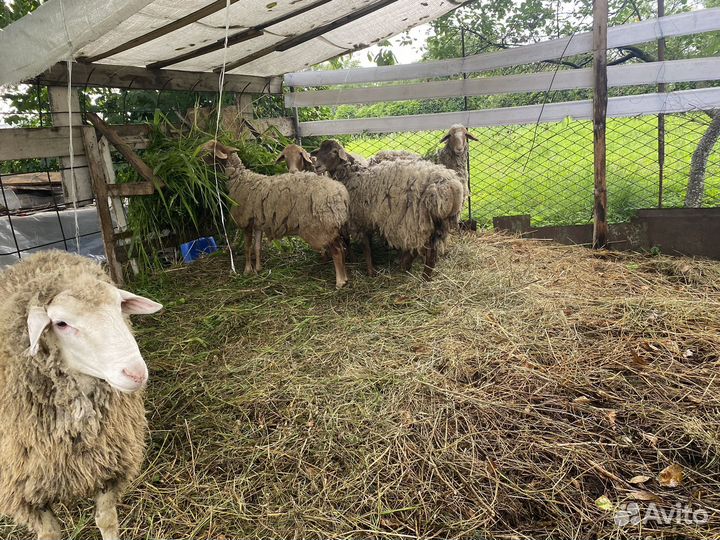 Овцы бараны