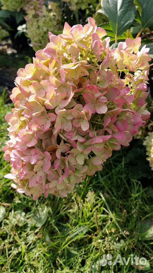 Гортензия метельчатая 