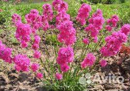 Ромашка голубая, Смолка, Армерия, Сентябринка