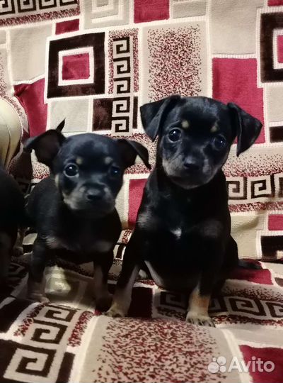 Мини той-терьер щенки