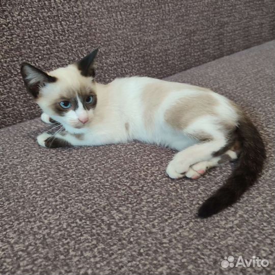 Котята фенотип Сноу Шу