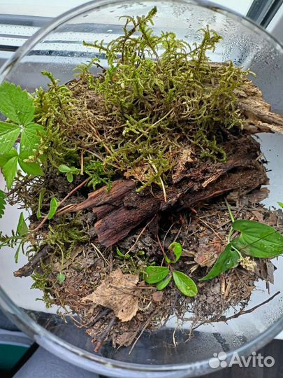 Вечный террариум