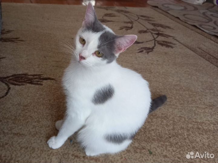 Кошка в добрые руки
