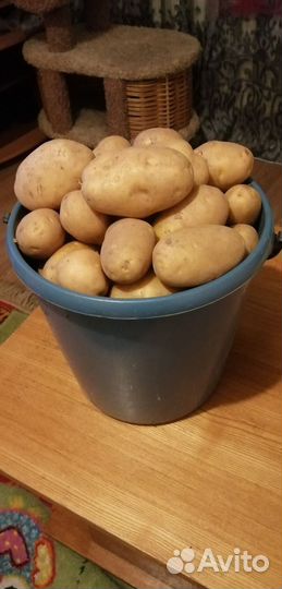 Картофель домашний