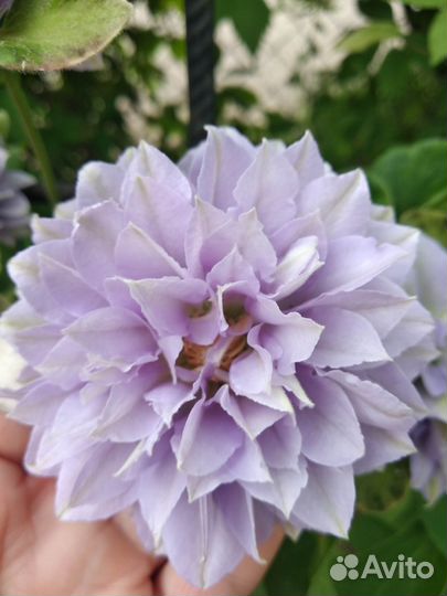 Клематис Ruriokoshi