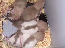 Крыса дамбо малыши