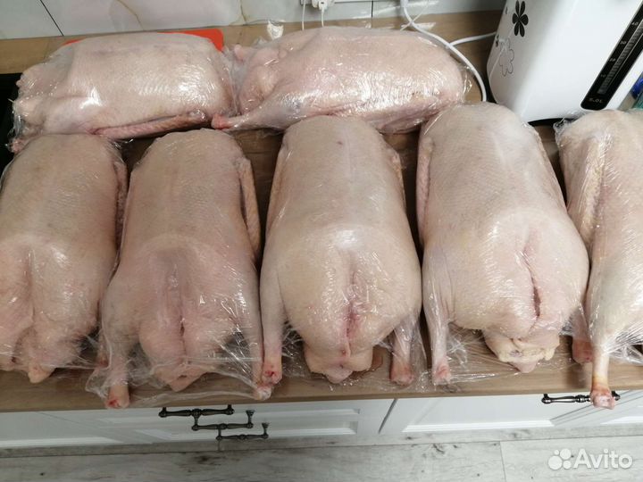 Свежие гуси