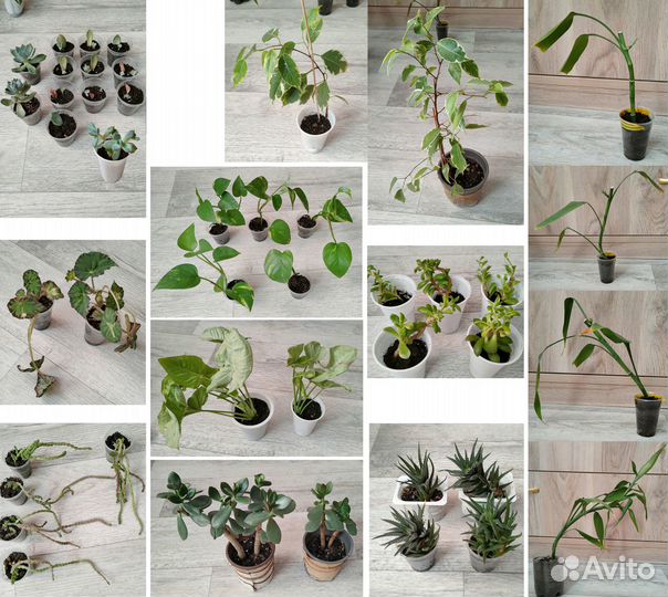 Комнатные растения цветы суккуленты