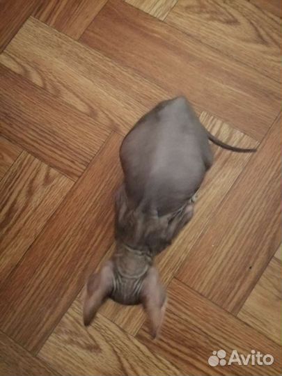 Котенок велюровый