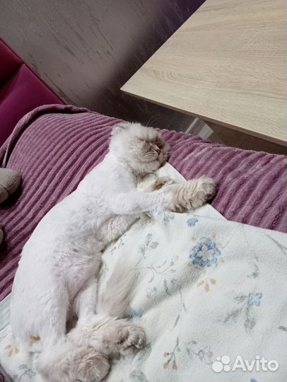 Шотландский вислоухий кот