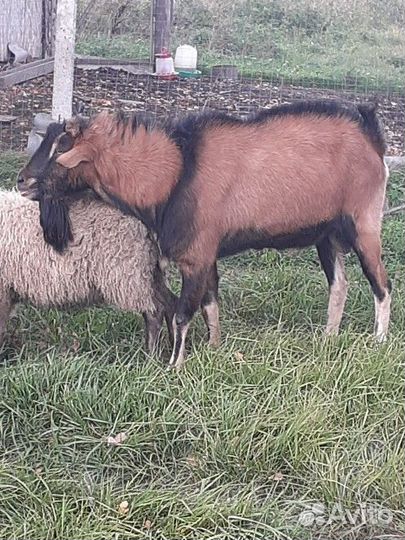 Козёл Альпийский