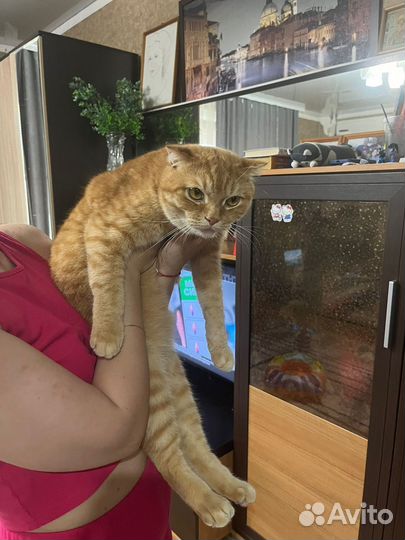 Шотландская