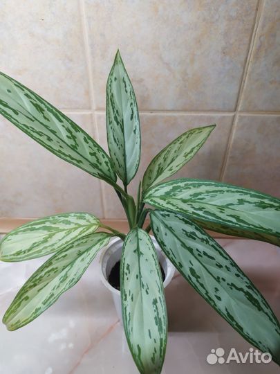 Аглаонеиа, колеус