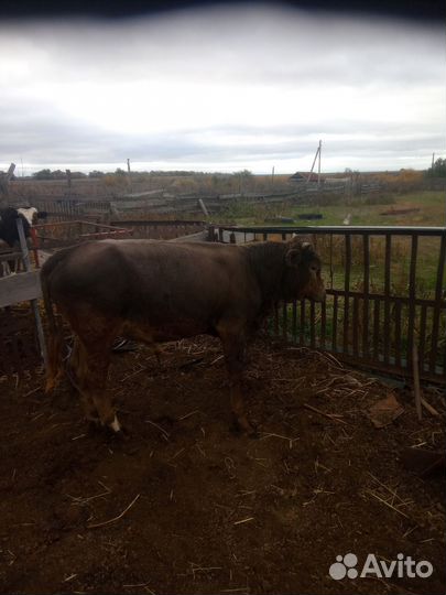 Телята бычки