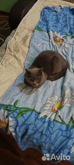 Отдам в добрые руки кошечку