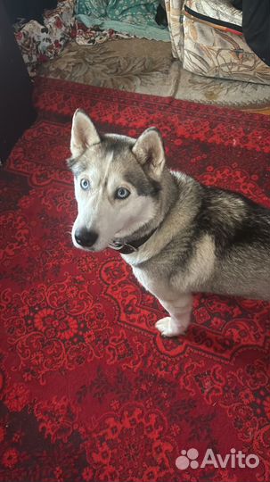 Сибирский хаски