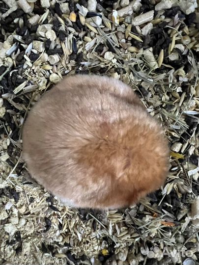 Сирийский хомяк