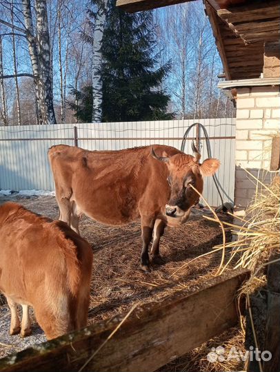 Джерсейская корова