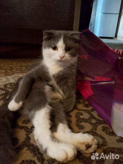 Отдам бесплатно кота