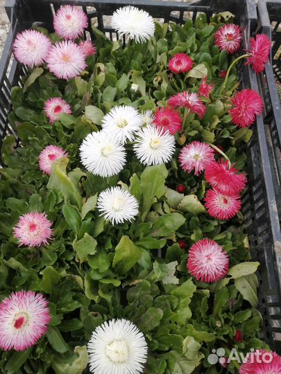 Растения цветы для сада