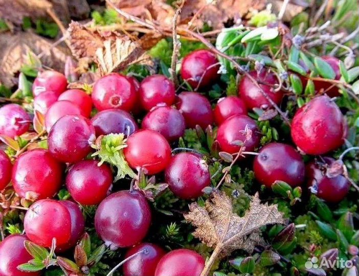 Брусника и клюква