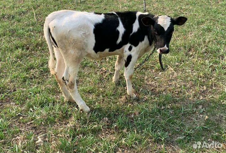 Тёлочки/ телята