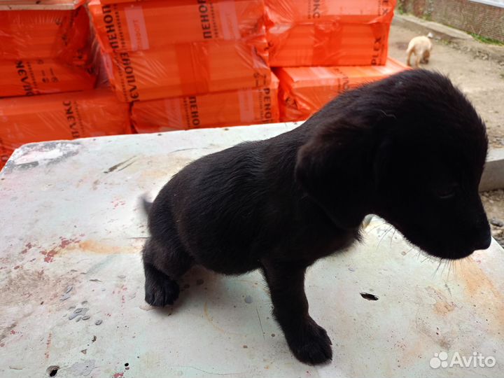 Щенки лабрадора