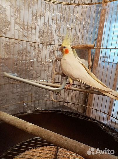 Попугай корелла девочка с клеткой
