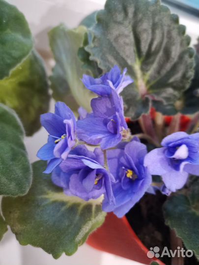 Листочки, Детки, стартеры узамбарских фиалок