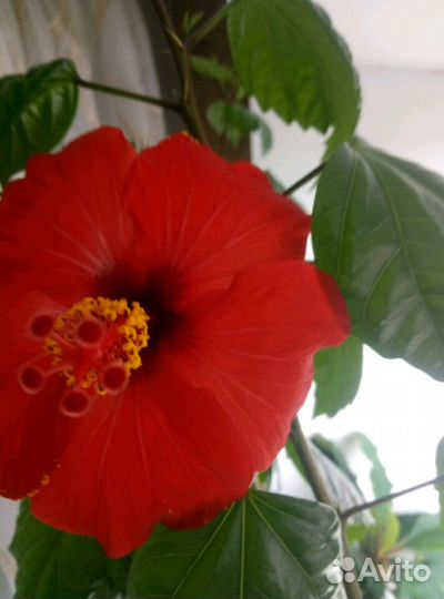 Китайская роза.Гибискус