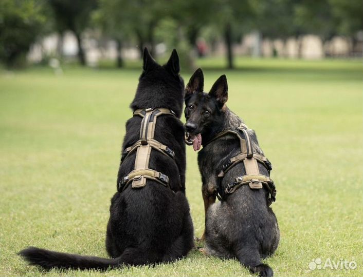 Шлейка Line harness long Working Dog