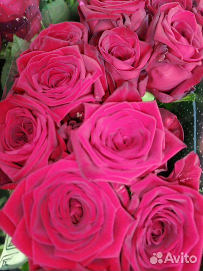 101 роза,51 роза,Кустовая роза