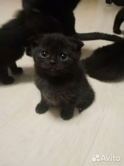 Котенок