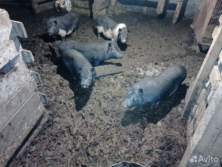 Вьетнамские вислобрюхие поросята