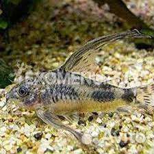 Аквариумные рыбки