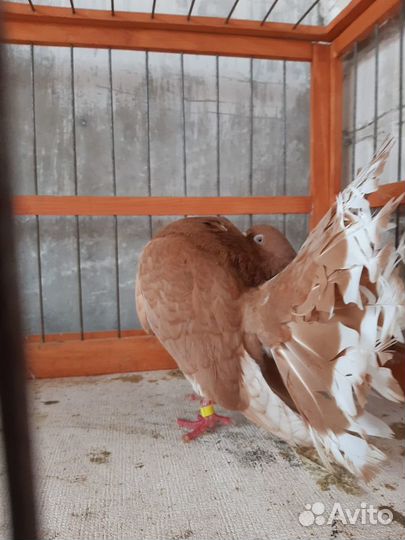 Голуби павлины ленточные