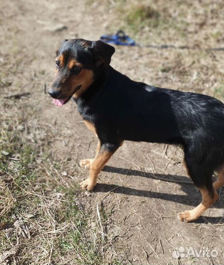 Красивый мальчик, некрупный метис