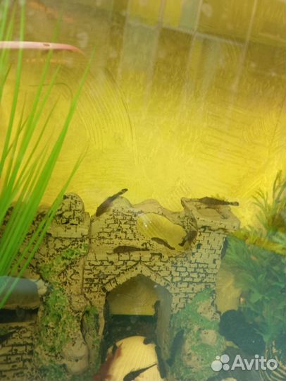 Сомики анциструсы