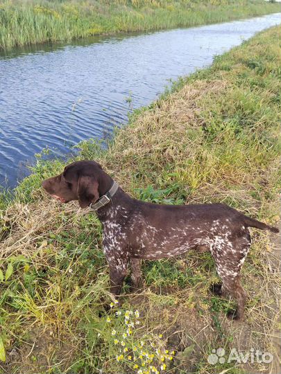 Курцхаар вязка