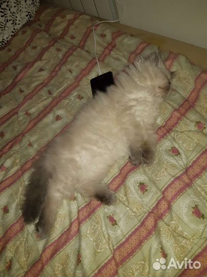 Вязка экзот