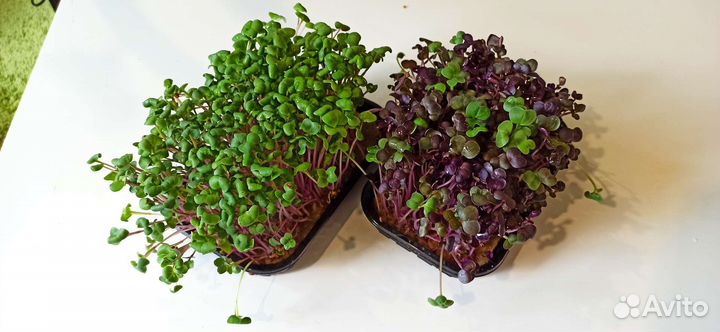 Микрозелень