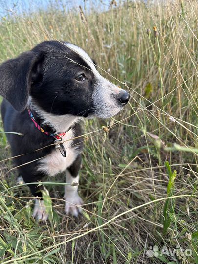 Щенок в добрые руки