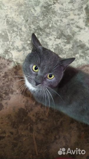 Кот в добрые руки